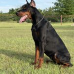Family and Personal Protection Dog