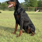 Family and Personal Protection Dog