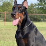Family and Personal Protection Dog