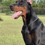 Family and Personal Protection Dog