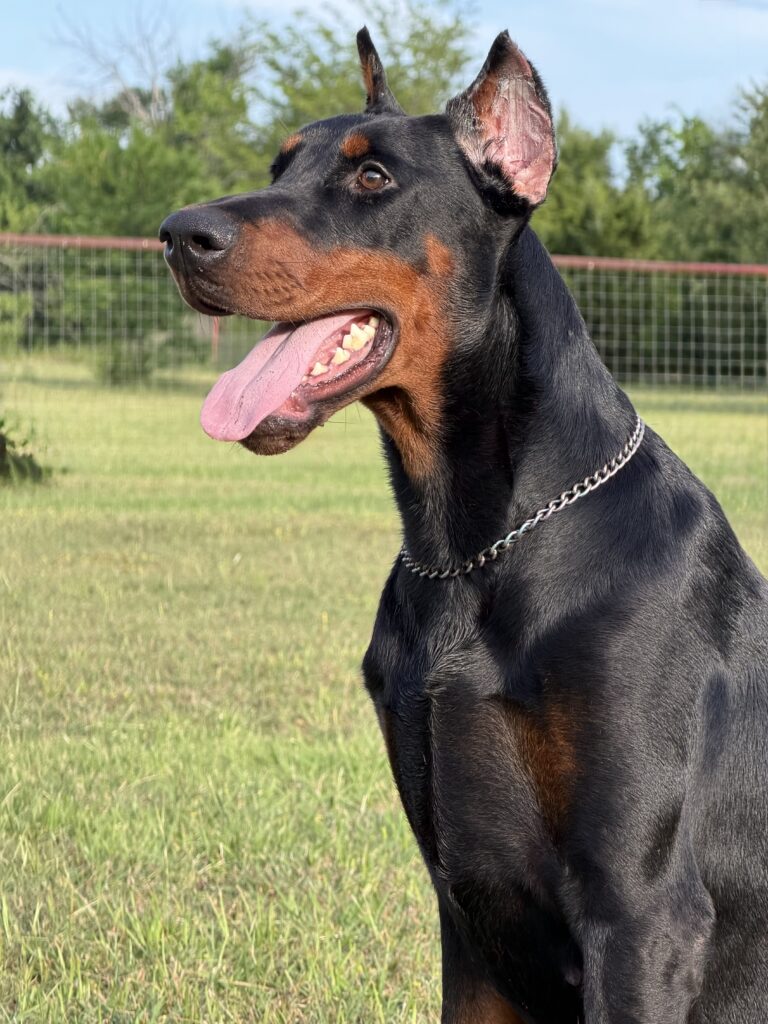 Family and Personal Protection Dog-AMI