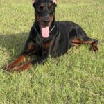 Family and Personal Protection Dog