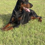 Family and Personal Protection Dog