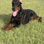 Family and Personal Protection Dog