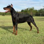 Family and Personal Protection Dog