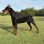 Family and Personal Protection Dog