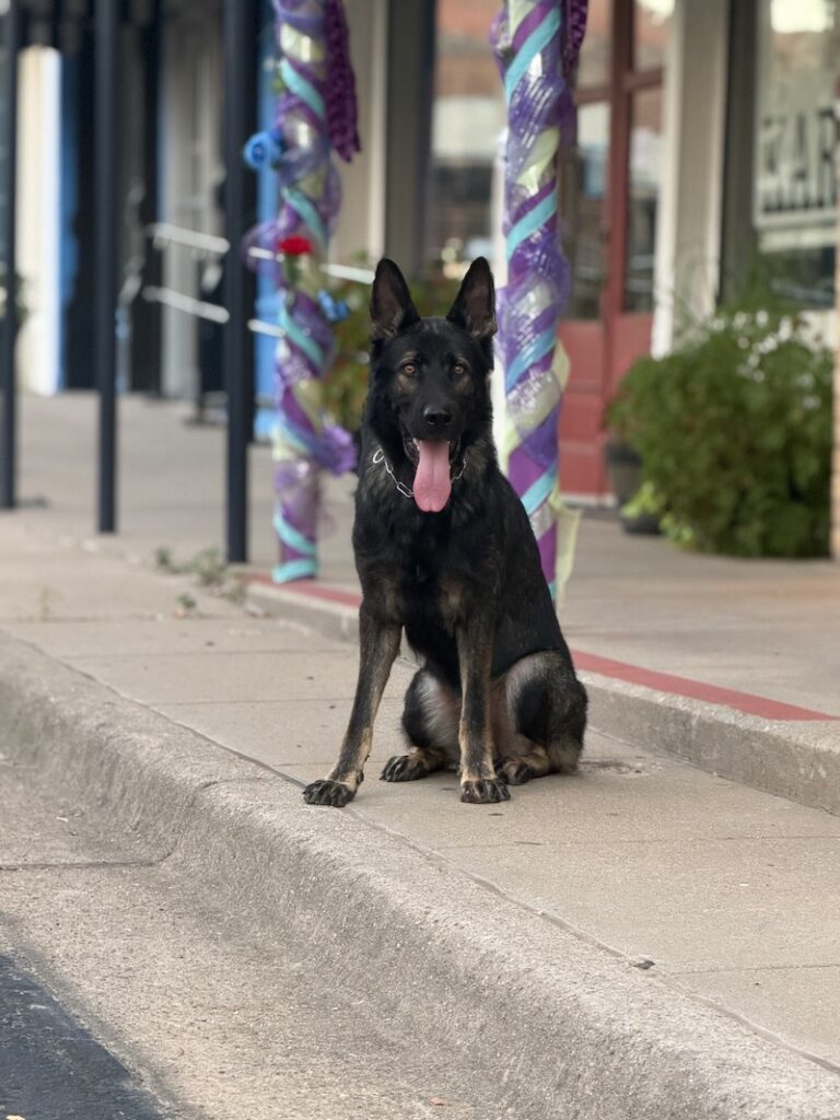 Elite Protection Dog-HARDY